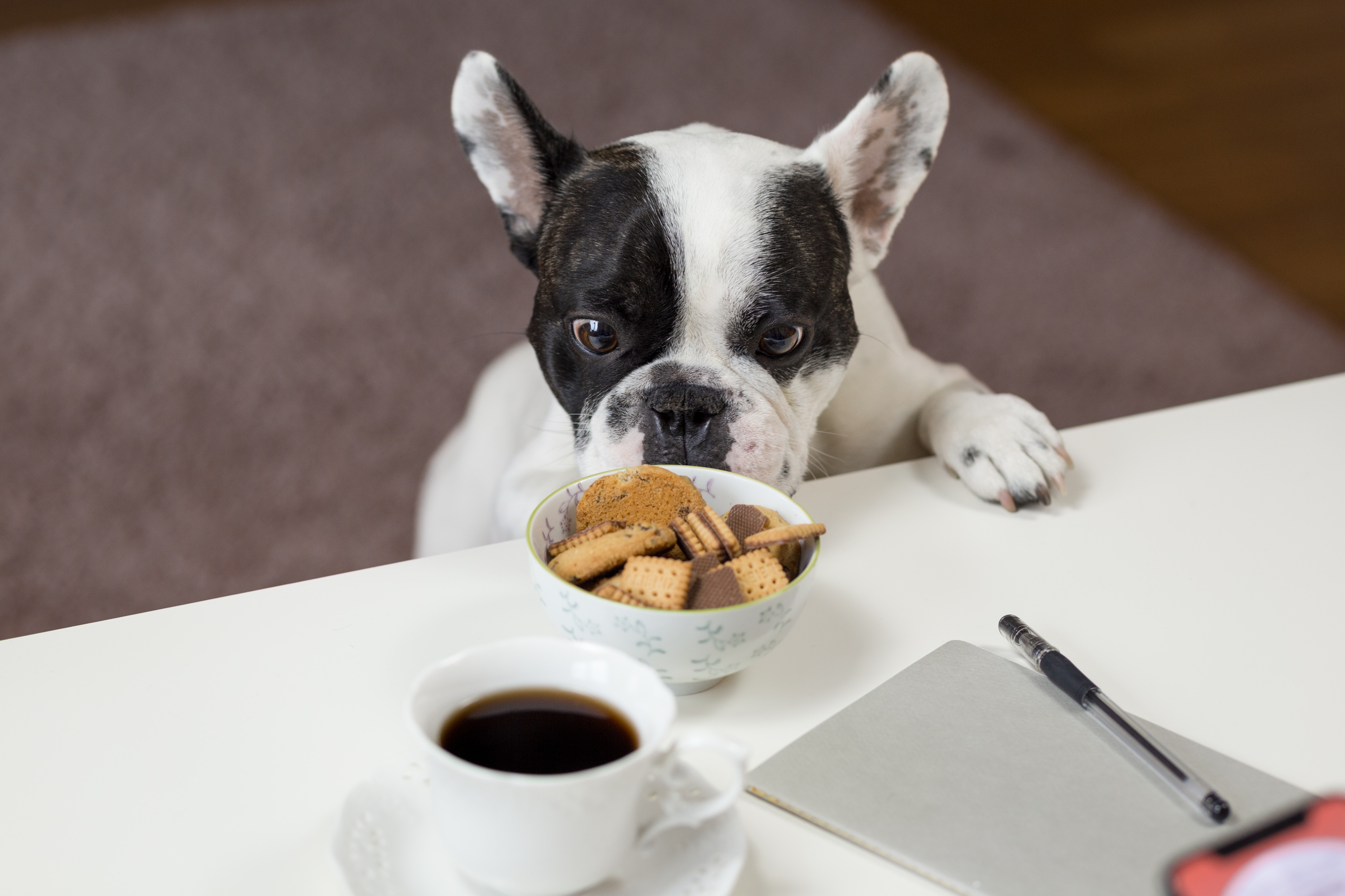 What Human Food can French Bulldogs Eat